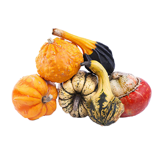 Courges Sandy