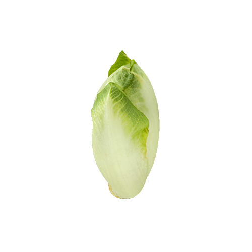 Endive Sandy