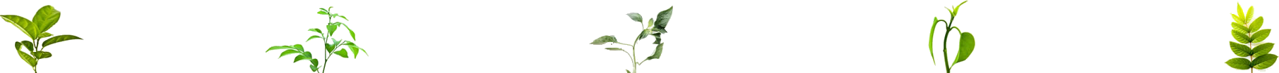 Plantes Plantes