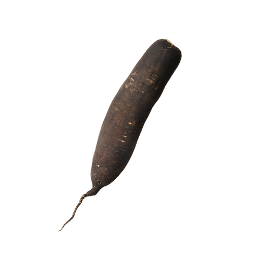 Radis noir