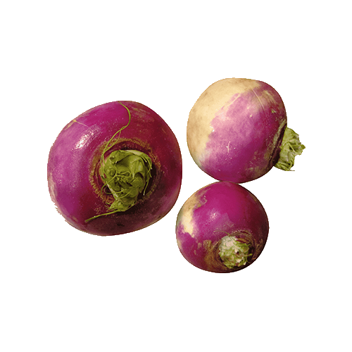 Rutabaga Sandy